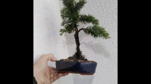 Bonsai Juniperus chinesis Plumosa