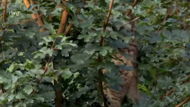 PEQUEÑOS FELINOS -DOCUMENTAL COMPLETO EN ESPAÑOL смотреть онлайн