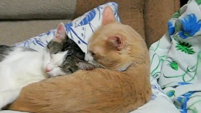 кошачьи нежности