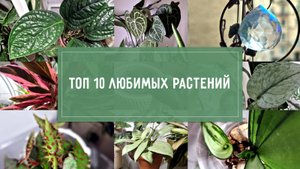 ТОП 10 растений-любимчиков
