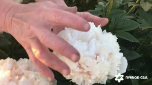 Colonel Owen Cousins peony. Колонель Оуэн Казенс пион (2022 г)