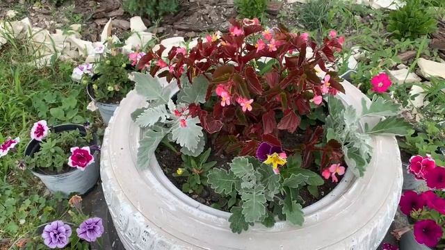 Жарю баночки в духовке/ Опять варенье из соседской вишни/ Кто съедает наши саженцы на участке смотреть онлайн