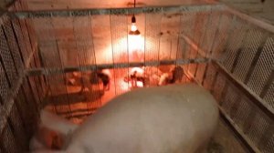 ‼️## Внутриматочное осеменение свиноматки, не большой обзор поросят стемуляторщиков##‼️