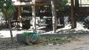 [Help Dog] Remove maggot from dog skin Ep39