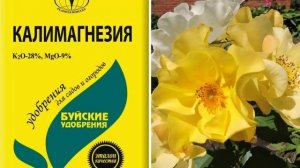 РОЗЫ в ИЮЛЕ: после этой подкормки розы будут пышно цвести до осени!