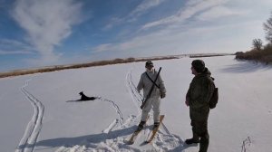 Охота на зайца с борзыми. Натаска эстонский гончей.