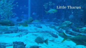 The Lost Chambers Aquarium - Atlantis, The Palm Dubai