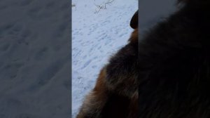 как Чесать собаку