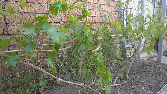 Чем обработать виноград весной по 5-му листу смотреть онлайн