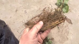 Способ хранения Клубники в холодильнике