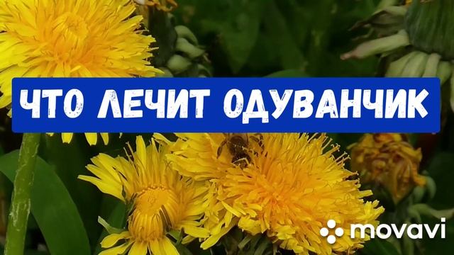 ОДУВАНЧИК. ЛЕЧЕБНЫЕ СВОЙСТВА.