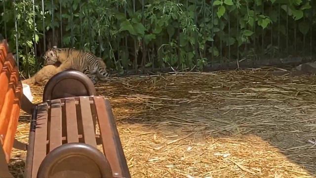 ОБЫЧНЫЙ ДЕНЬ СВИРЕПЫХ ЛЬВОВ И ТИГРОВ!Парк Львов Тайган.Taygan.Park of lions смотреть онлайн