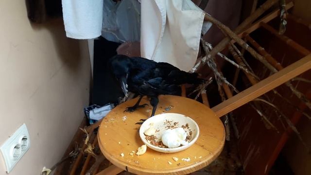 Грач ест яйцо смотреть онлайн