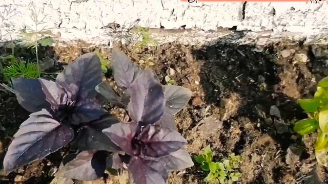 Национальная Таджикская Блюдо?"Умоч".Очень Вкусный ? И Быстро Готовится ??? смотреть онлайн