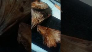 Готовим печёночный гриб