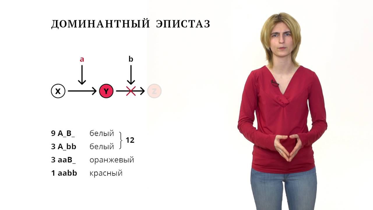 7. Взаимодействие генов. Решение генетических задач 9 - 11 класс