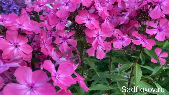 Крупно-цветковый флокс Вокализ, моей селекции смотреть онлайн