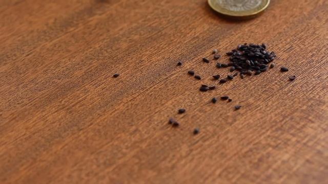 Black Chokeberry seeds - Aronia melanocarpa смотреть онлайн