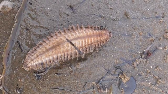 Страшное морское существо. Морская мышь.