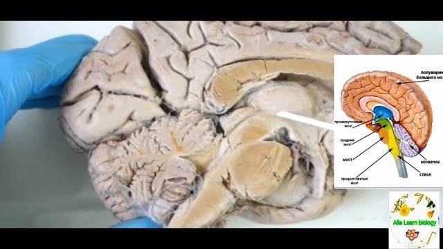 Анатомия человека. Строение головного мозга.