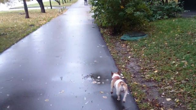 Французский бульдог Варенька: прогулка в осень смотреть онлайн