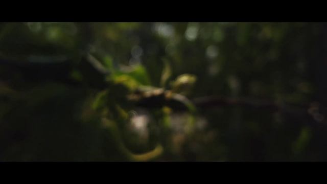 Canon EOS R10 Cinematic Footage - Nature смотреть онлайн