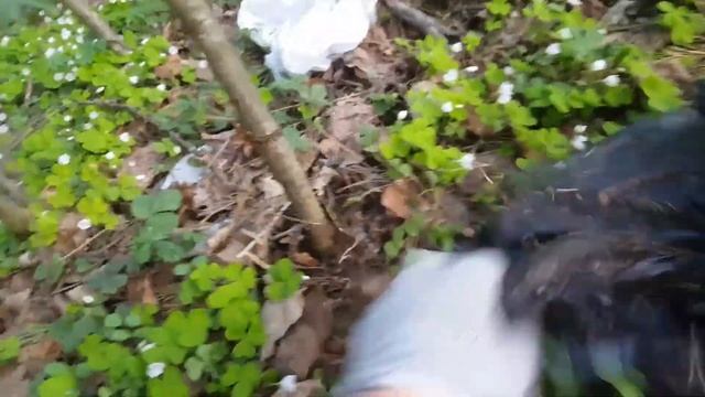 Уборка мусора в лесу за 14мкр Зеленоград 5 мая 2018 смотреть онлайн