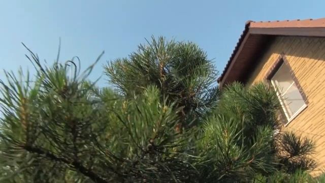 Сосна обыкновенная на даче. 2021.06