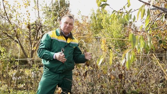 Обрезайте малину только ЭТИМИ способами