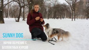 Шелти || Особенности обучения и дрессировки || Как правильно обучать шелти || Характер шелти
