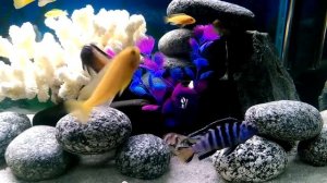 Цихлиды 200 литров