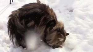 Суровые сибирские коты играют в снегу