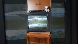 Видеообзор песен из мультфильма КОАПП.