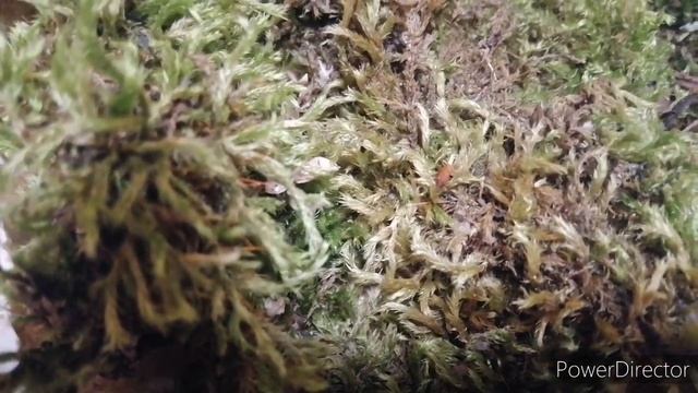 Мох! Можно ли использовать любой мох из леса? смотреть онлайн