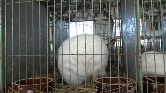 Кролики калифорнийцы, от которых захватывает дух смотреть онлайн