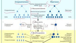 Весь гаметогенез за 3 минуты