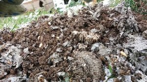 Разгром гнезда подземных ос