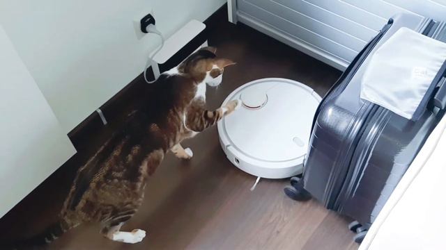 Ориентальный кот ловит моль😼| Oriental Cat Catches A Fly