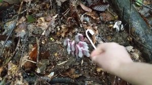 How to ID Monotropa uniflora, the ghost pipe