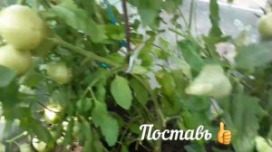 Как поливать помидоров. Tomato.