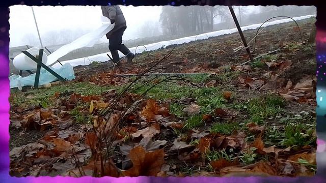 Укрытие инжира на зиму. смотреть онлайн