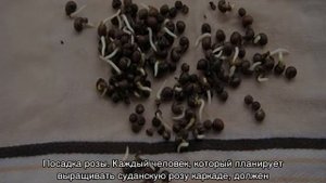 Суданская роза (Розелла, Каркаде) — что это такое