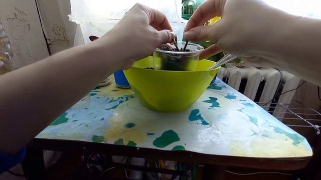 🌿ПЕРЕВАЛКА САЖЕНЦА КРУПНОЛИСТНОЙ ГОРТЕНЗИИ В ДОМАШНИХ УСЛОВИЯХ #гортензиякрупнолистная #гортензии