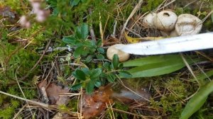 2017-09-27 Грибы пыльники