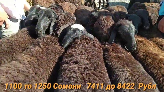 Мол бозори Регар / Мол бозор Пахтообод нархои гусфандхо ва БАРАЧА