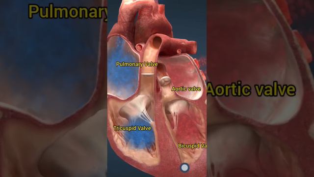 3d animation of Cardiac Valve