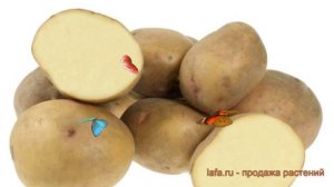 Картофель семенной Жуковский ранний ? обзор: как сажать, семенной картофель картофеля
