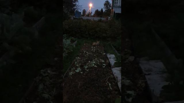 (377) Лиса приходит в гости. Август 2021 смотреть онлайн