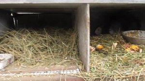 нутрии в зимних условиях!