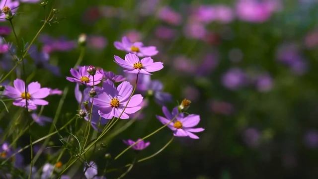 Волшебные звуки. Расслабляющая музыка. Музыка для гармонии и отдыха мозга.